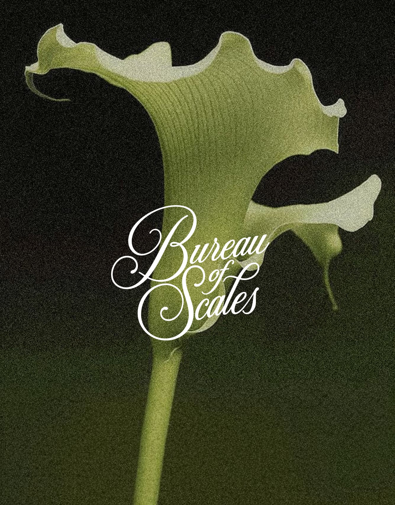 Alternative Bureau of Scales proposal featuring a botanical image and script lettering.